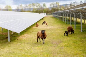 Schafe die auf einer Wiese mit Solaranlagen stehen