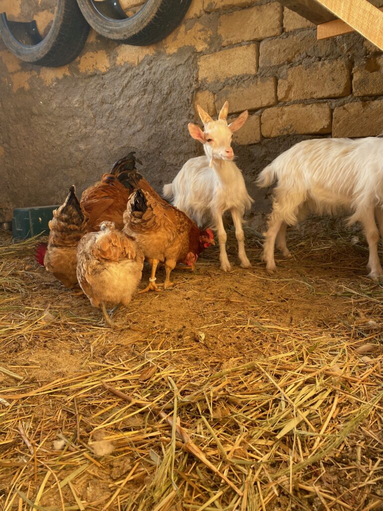 Ziegen und Hühner im Stall